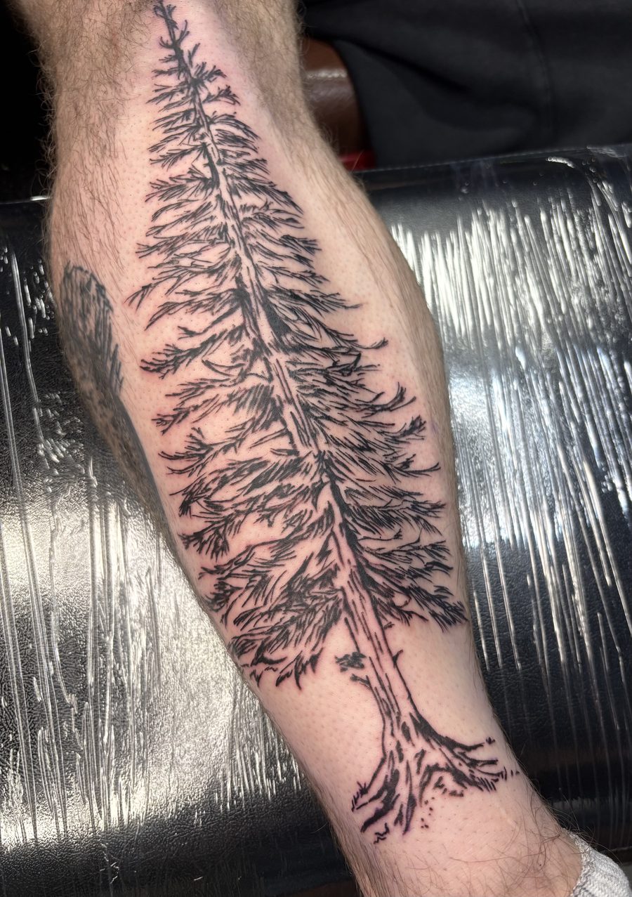Fine-line pine tree tattoo with roots, forearm